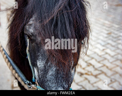 Horse Watching macro Stock Photo