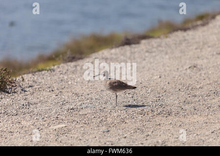 Long billed Dowitcher shorebird called Limnodromus scolopaceus foraging along the shoreline of a Southern California marsh Stock Photo