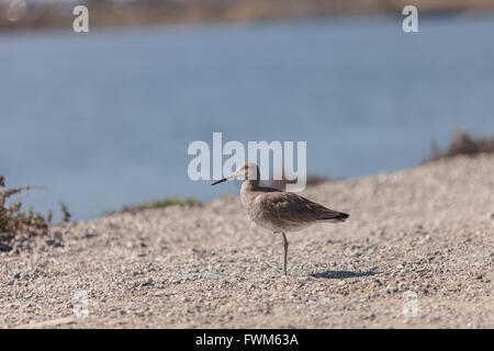 Long billed Dowitcher shorebird called Limnodromus scolopaceus foraging along the shoreline of a Southern California marsh Stock Photo
