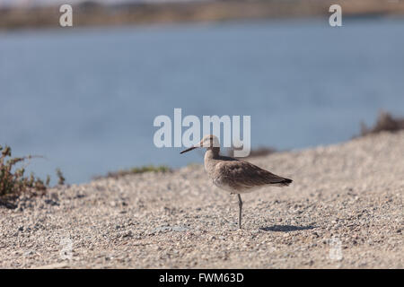 Long billed Dowitcher shorebird called Limnodromus scolopaceus foraging along the shoreline of a Southern California marsh Stock Photo