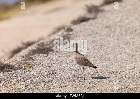 Long billed Dowitcher shorebird called Limnodromus scolopaceus foraging along the shoreline of a Southern California marsh Stock Photo