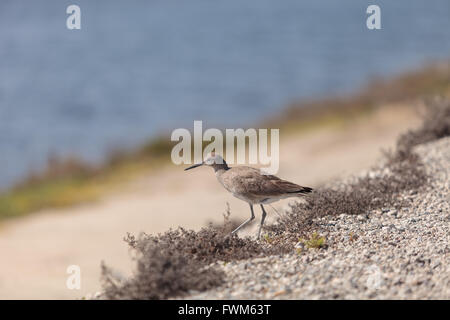 Long billed Dowitcher shorebird called Limnodromus scolopaceus foraging along the shoreline of a Southern California marsh Stock Photo