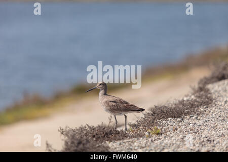 Long billed Dowitcher shorebird called Limnodromus scolopaceus foraging along the shoreline of a Southern California marsh Stock Photo