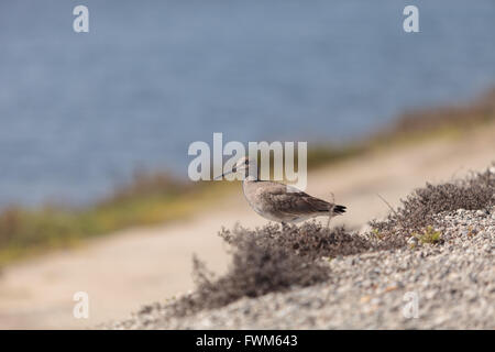 Long billed Dowitcher shorebird called Limnodromus scolopaceus foraging along the shoreline of a Southern California marsh Stock Photo