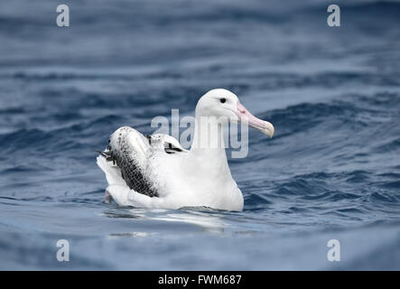 Southern Royal Albatross - Diomedea epomophora Stock Photo