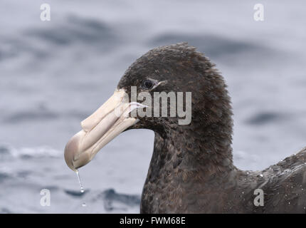 Northern Giant Petrel - Macronectes halli Stock Photo