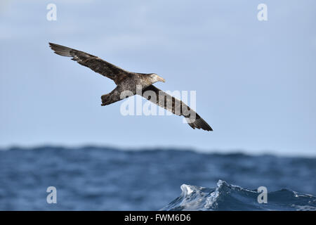 Northern Giant Petrel - Macronectes halli Stock Photo