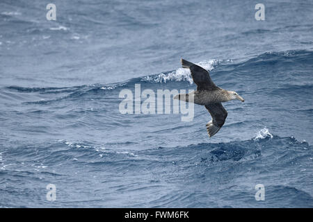 Northern Giant Petrel - Macronectes halli Stock Photo