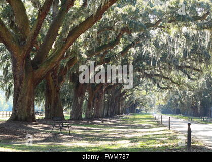 Slavery Plantation with dirt road driveway, live oak trees and Spanish moss in the Deep South Stock Photo