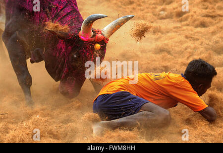 Jallikattu bull tamers at mercy of a bull during the Pongal Festival event in Palamedu, near Madurai, in Tamil Nadu, India Stock Photo