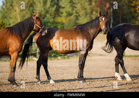 Three horses in the meadow at autumn time Stock Photo