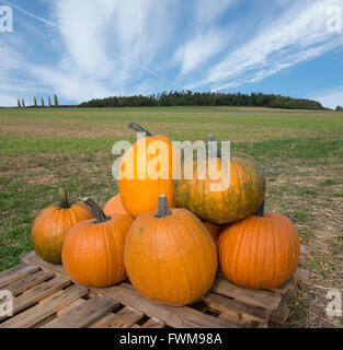 Several big orange pumpkins lay on a pallet at a field in rural landscape. Stock Photo