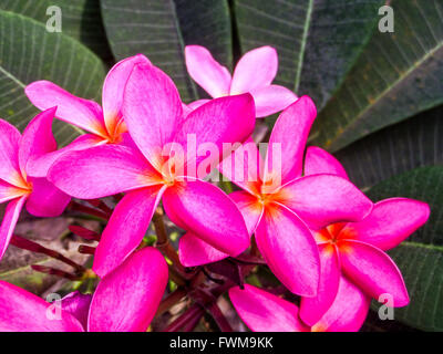 Plumeria (common name Frangipani) is a small genus of 7-8 species that grow in tropical and subtropical Americas. Stock Photo