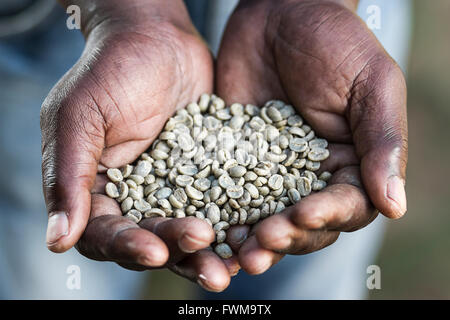 African male holding raw coffee beans in his hands. Stock Photo