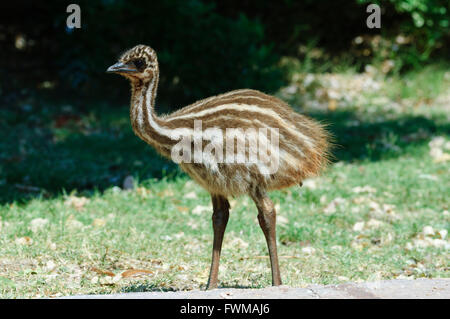 Young Emu (Dromaius novaehollandiae), Western Australia, WA, Australia Stock Photo
