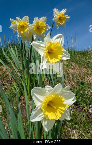 A group of blooming daffodils growing on a slope. Taken from below in close-up. Vertical format. Stock Photo