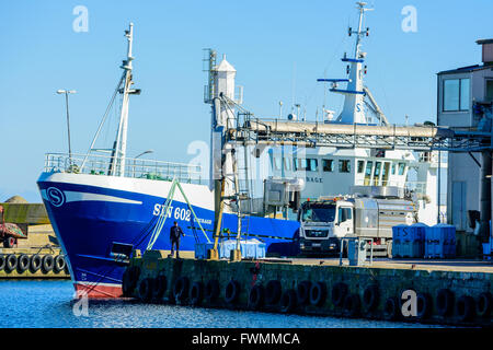 Simrishamn, Sweden - April 1, 2016: A man pull a rope to open the ice flow down to blue crates. Fishing boat behind him and a tr Stock Photo