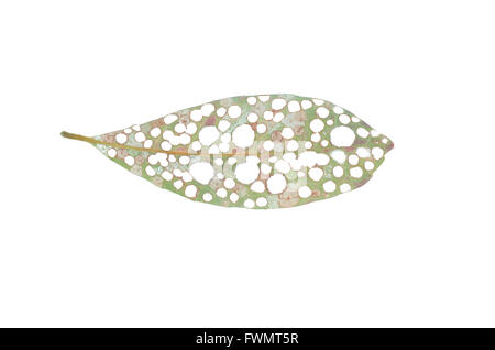 Leaf with holes, eaten by pests isolated on white background Stock Photo