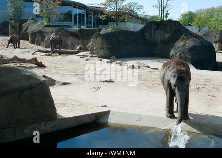 Köln, Riehl, ne Besuch em Zoo, Elefantengehege Stock Photo