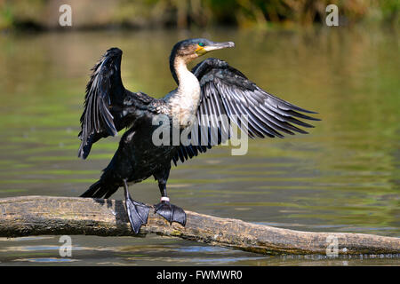 White-breasted Cormorant (Phalacrocorax lucidus) above water on trunk tree with opened the wings Stock Photo