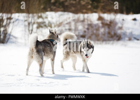Husky on a white snow background at winter time Stock Photo