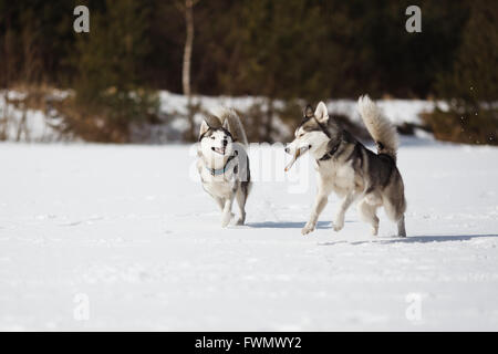 Husky on a white snow background at winter time Stock Photo