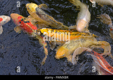 Many koi carp (Cyprinus) multicolor in surface of the water Stock Photo