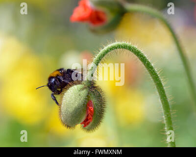 Macro of bumblebee (Bombus) on hairy bud poppy Stock Photo
