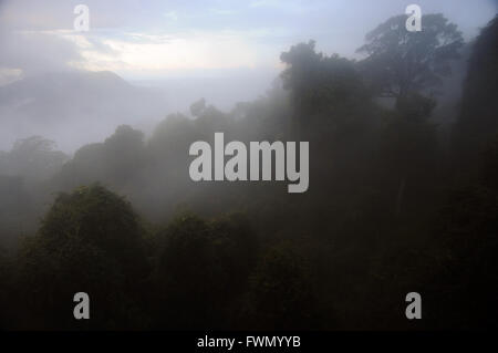 Rainforest canopy in the clouds - Dorrigo National Park, NSW, Australia Stock Photo