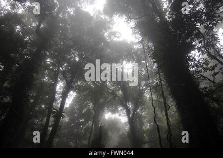 Misty rainforest, Dorrigo National Park, NSW, Australia Stock Photo