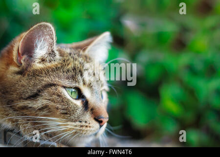 Cat looking to the right. Green foliage background with copy space Stock Photo