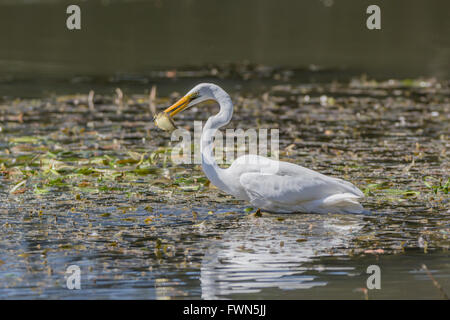 Great white egret in Mudgee at Lawson Park catching a carp. Stock Photo