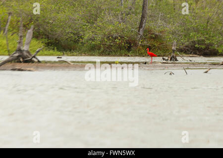 Red Ibis standing in a mangrove in Suriname, South America Stock Photo