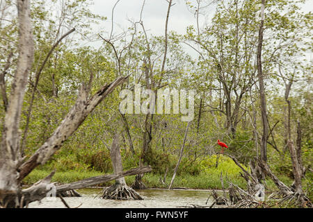 Red Ibis standing on a branch in the mangrove in Suriname Stock Photo