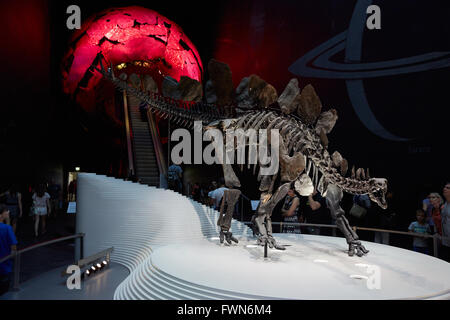 Stegosaurus, dinosaur skeleton in Natural History Museum in London Stock Photo