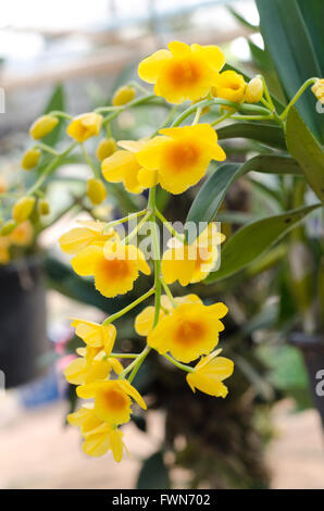 Dai Orchid Dendrobium chrysotoxum Lindl Stock Photo - Alamy