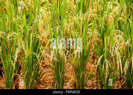 Golden paddy field of the Bacson Valley in Vietnam Stock Photo