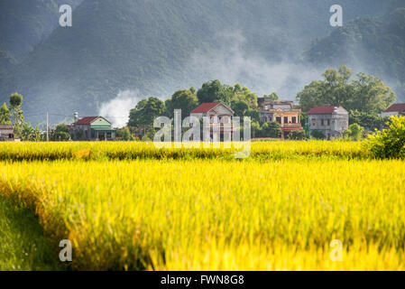 Golden paddy field of the Bacson Valley in Vietnam Stock Photo