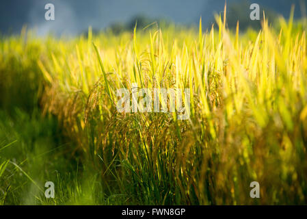 Golden paddy field of the Bacson Valley in Vietnam Stock Photo