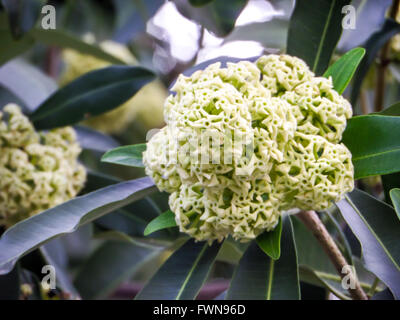 Cerbera odollam (also called pong pong tree, Cerbera manghas, sea mango ...