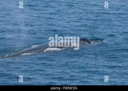 Bryde's Whale, Balaenoptera edeni or Balaenoptera brydei, surfacing showing head & blowholes, in the Maldives, Indian Ocean Stock Photo