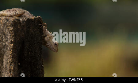A lizard Going down a fence post Stock Photo