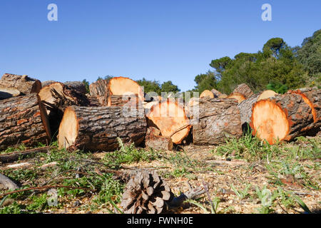 Felled Pine trees and sawed in pieces, to make way for firebreaks, Andalusia, Spain. Stock Photo