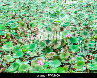 lotus farm has harvest by cut to sale in the flower market Stock Photo