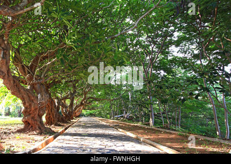 pathway runs along the rows of trees into the distance Stock Photo