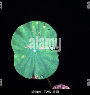 lotus leaf with rain water drop green nature background Stock Photo - Alamy