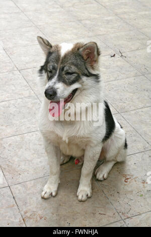 Thai dog, bangkaew, sitting and wait for owner command Stock Photo