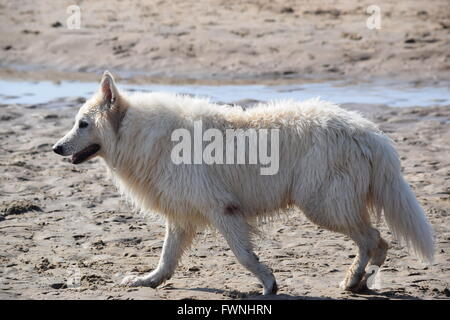 Berger Blanc Suisse Stock Photo