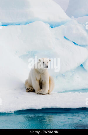 Polar Bear (Ursus maritimus)  On Pack Ice, Arctic  WILD Stock Photo