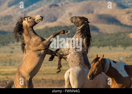 Wild horses fighting. Stock Photo